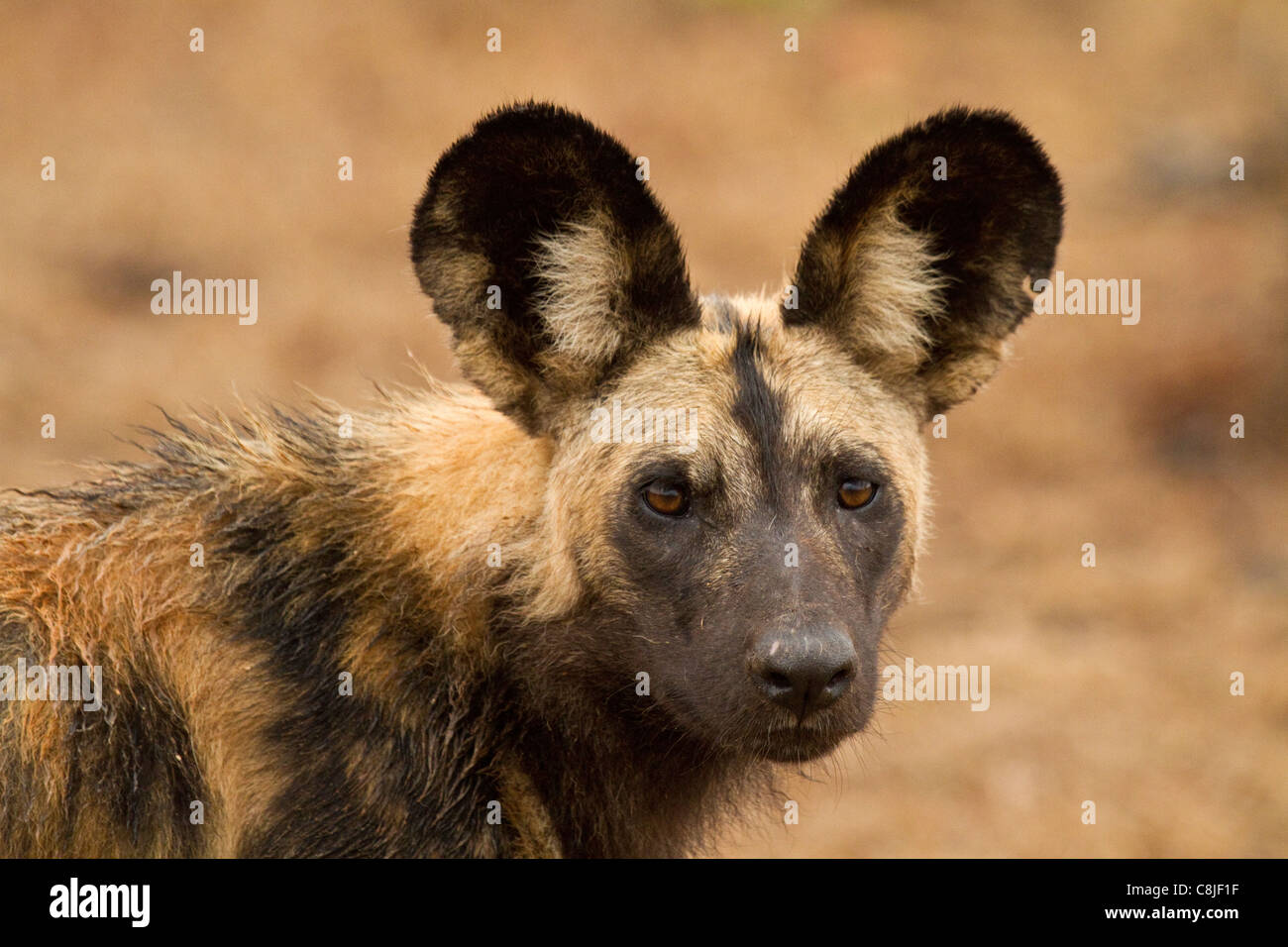 Afrikanischer Wildhund Stockfoto