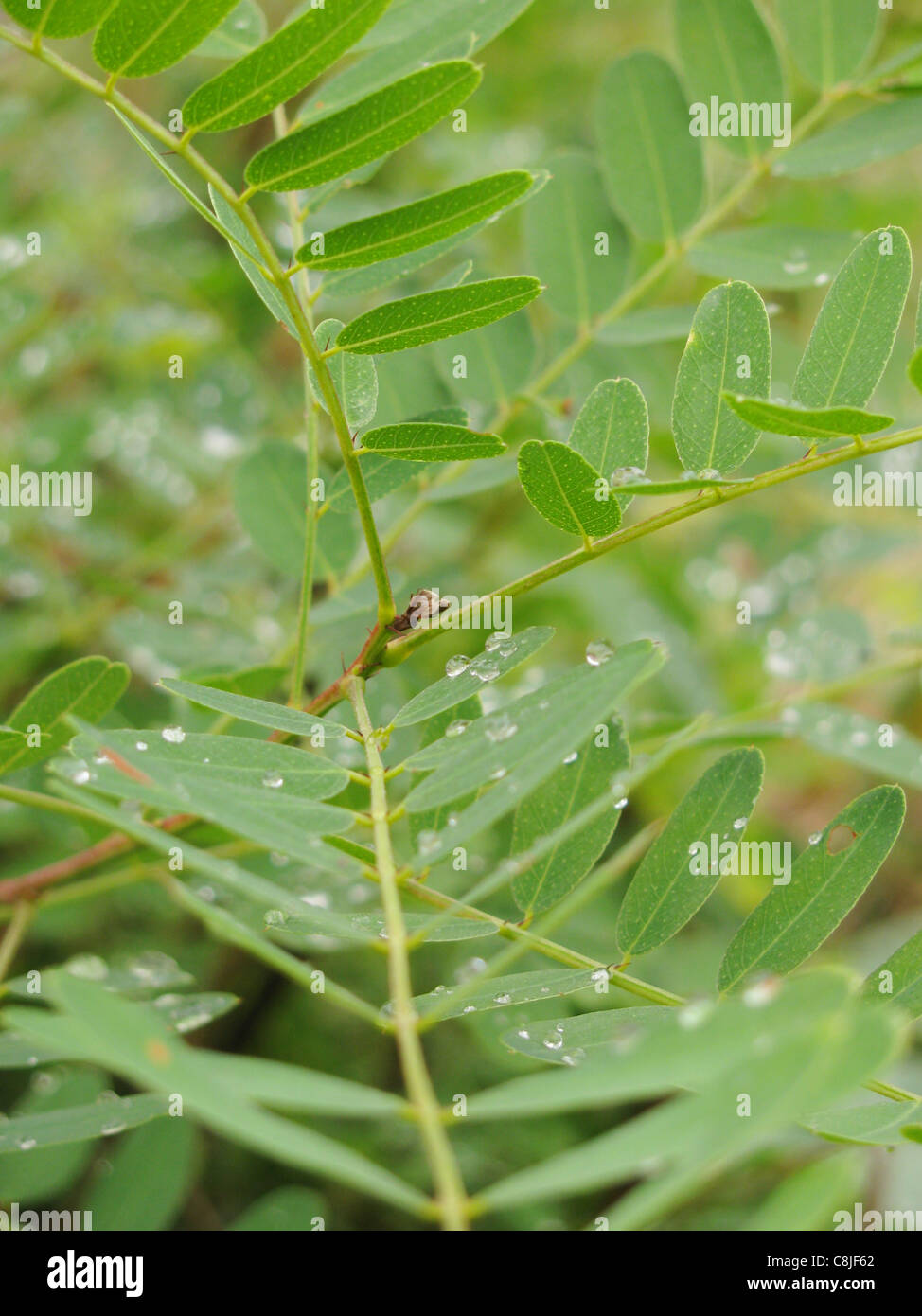 Blatt der Akazie nach Regen Stockfoto