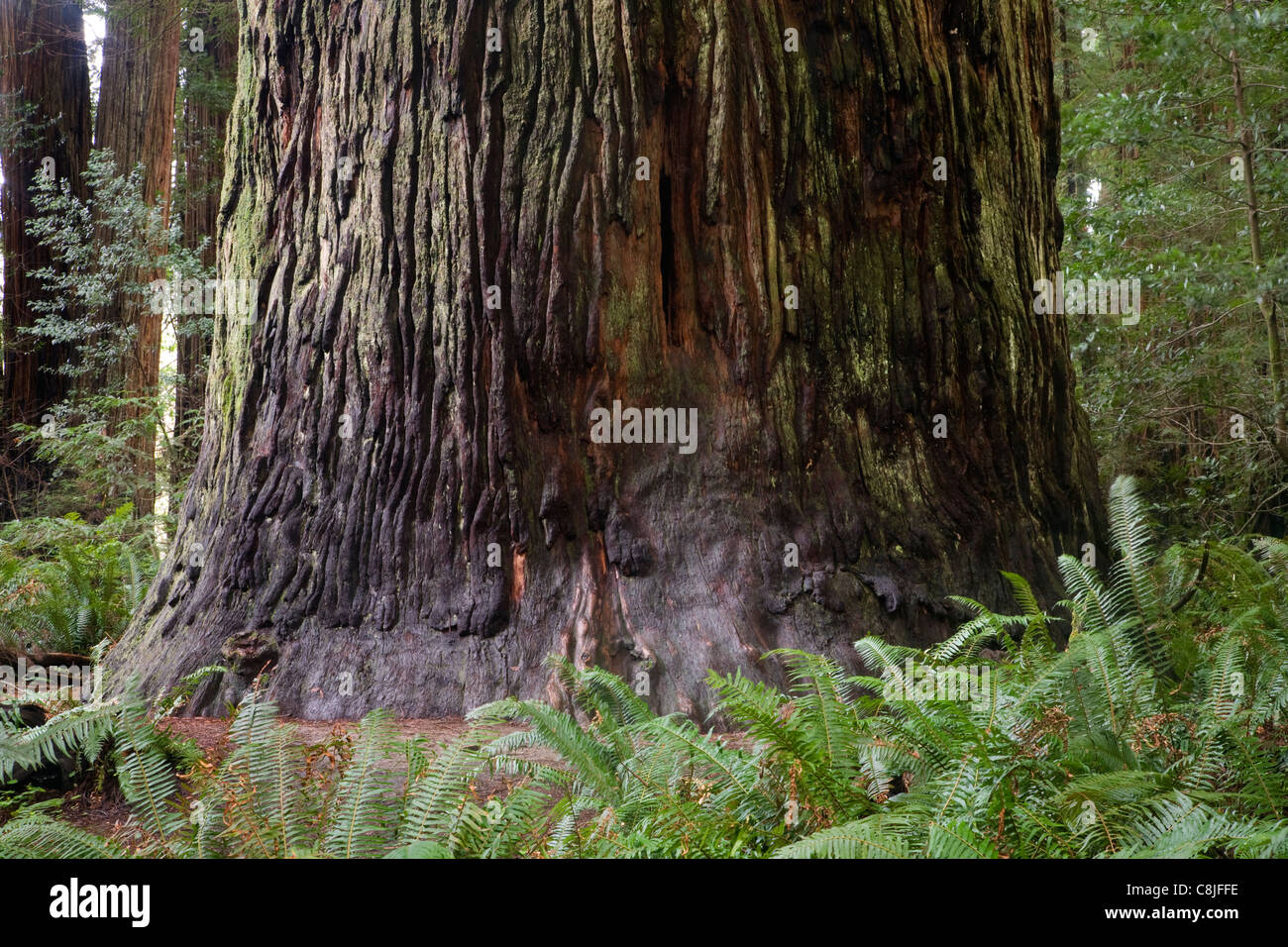 Kalifornien - Basis eines riesigen Redwood-Baumes in Stout Grove im Jedediah Smith Redwoods State Park. Stockfoto