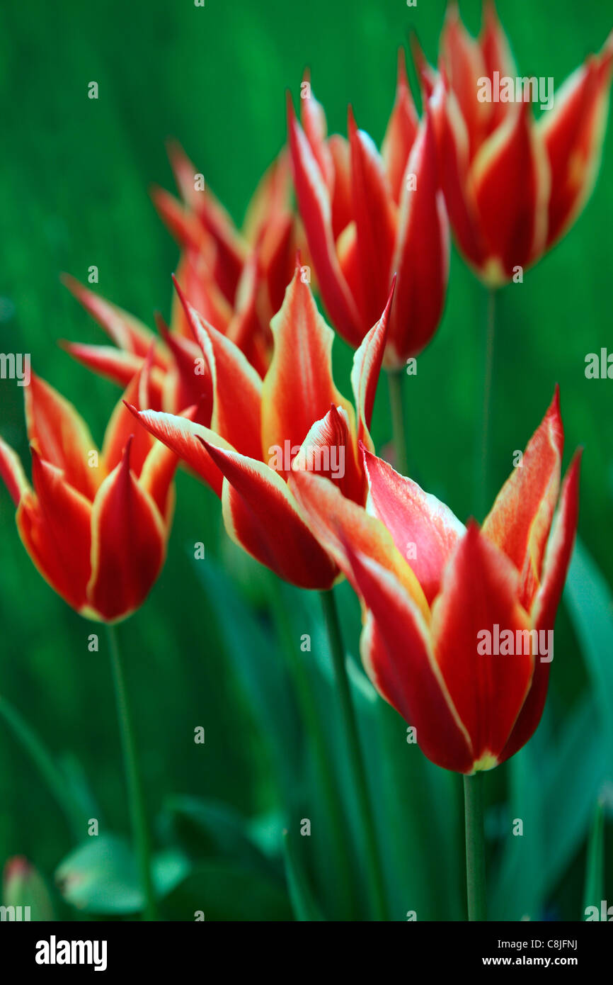 Tulipa 'Queen of Sheba"bei der National Botanic Garden of Wales - Gardd Fotaneg Genedlaethol Cymru Stockfoto