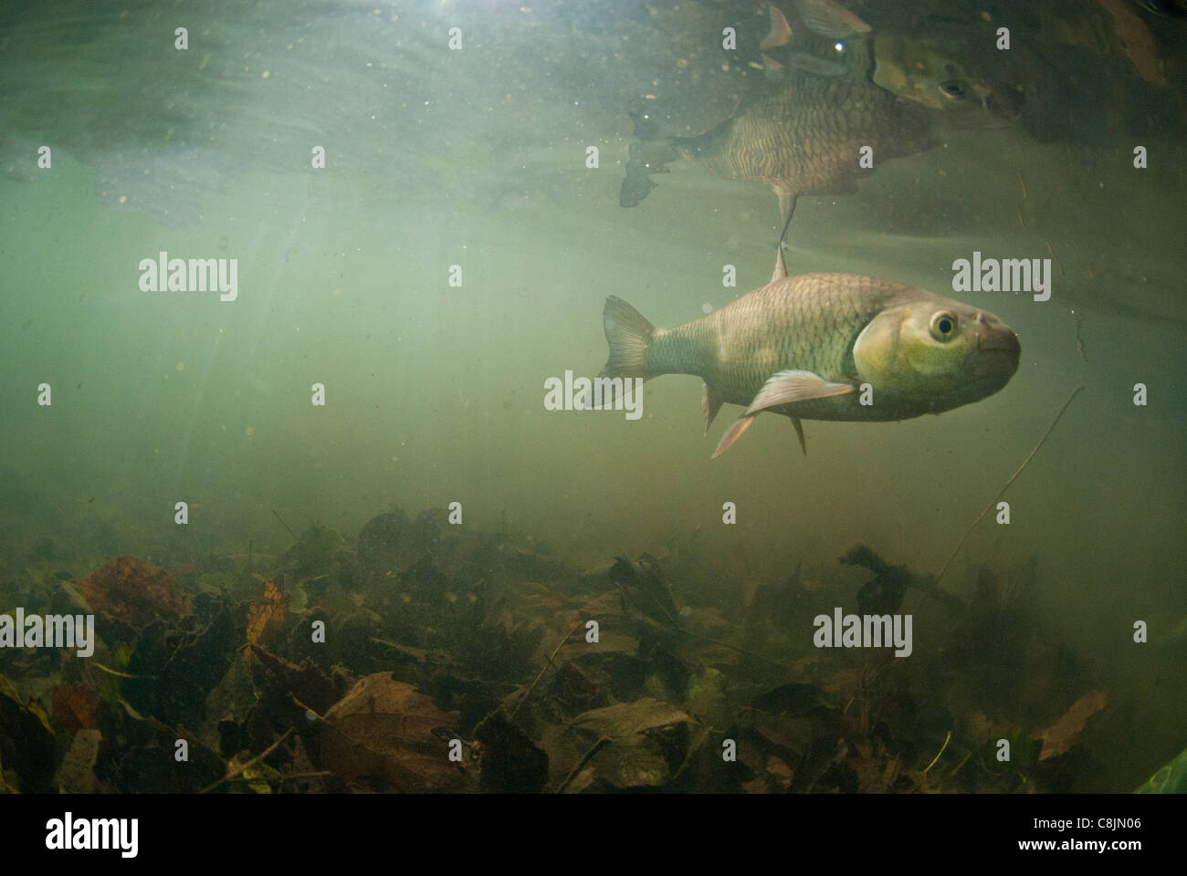 Döbel im stream Stockfotografie Alamy