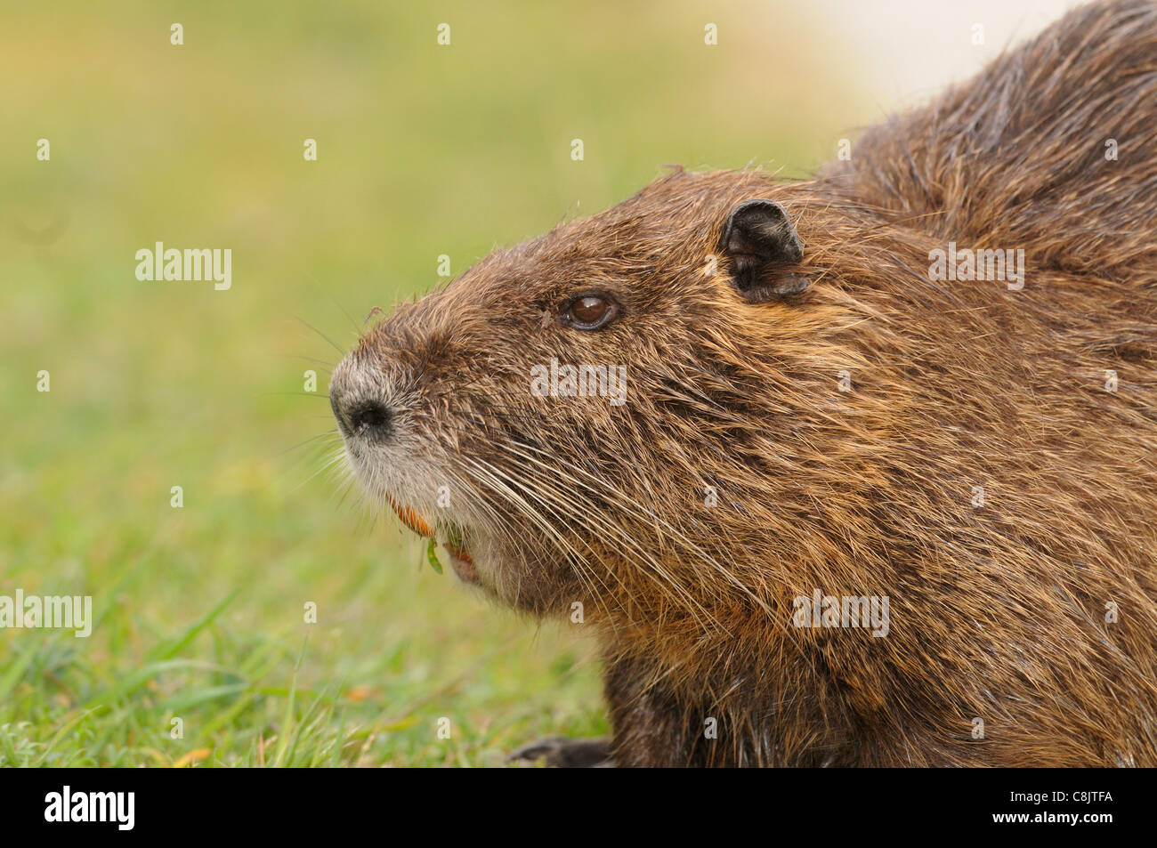 Nutrias Biber brummeln fotografiert in Frankreich Stockfoto