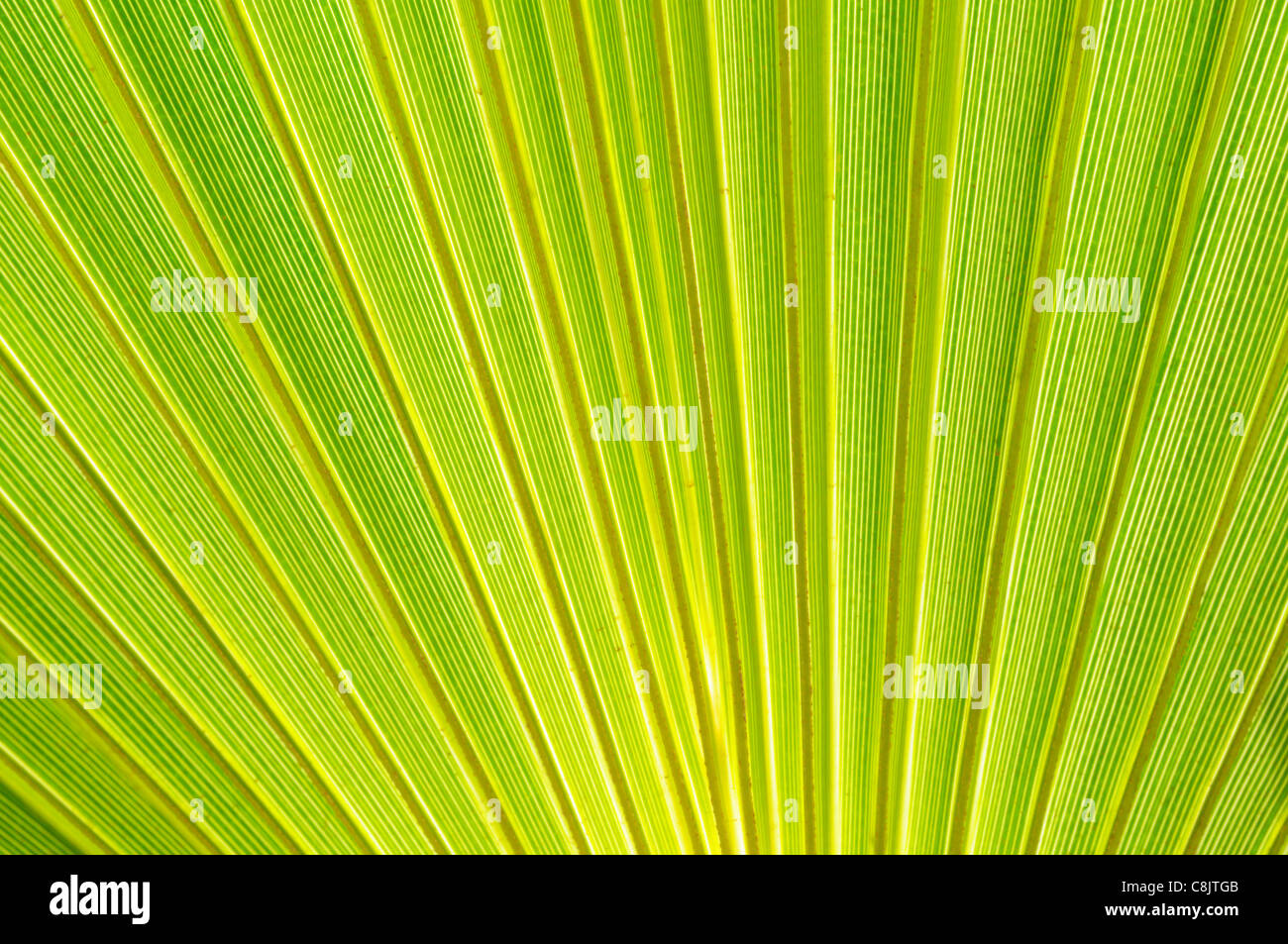 Dattelpalme, Phoenix Dactylifera, Blattmuster, Tafraoute, Marokko Stockfoto