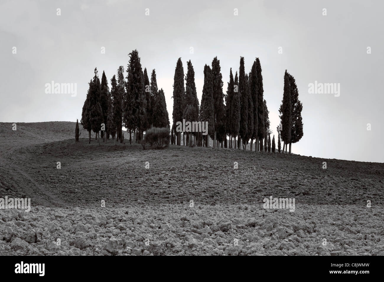 Wald mit Zypressen in der Toskana, Val d ' Orcia Stockfoto