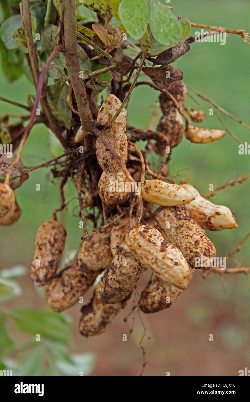 Erdnuss Ernte Stockfotografie Alamy