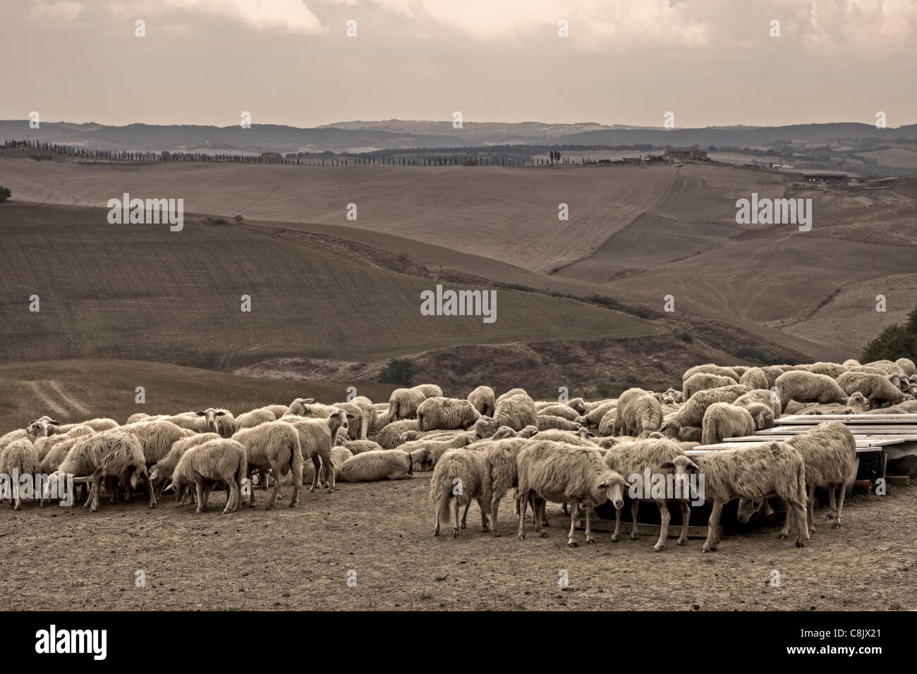 eine Herde Schafe in die malerische Landschaft der Toskana Stockfoto