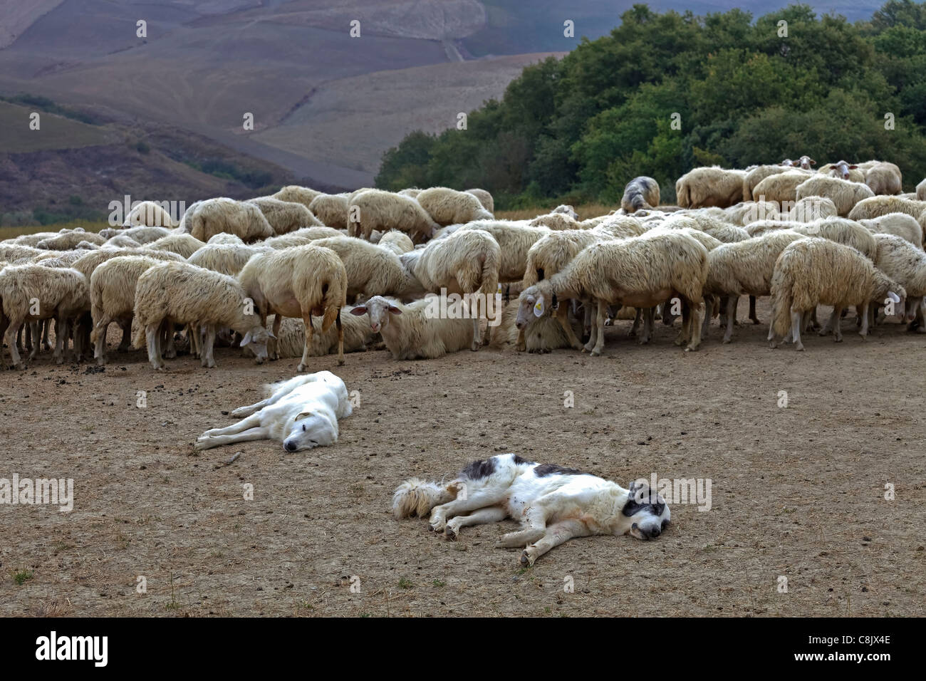 eine Herde Schafe in die malerische Landschaft der Toskana Stockfoto