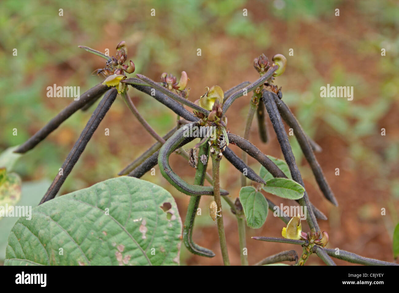 Hülsen von Vigna Radiata, Mung Bohnen, grüne Gramm, Indien Stockfoto