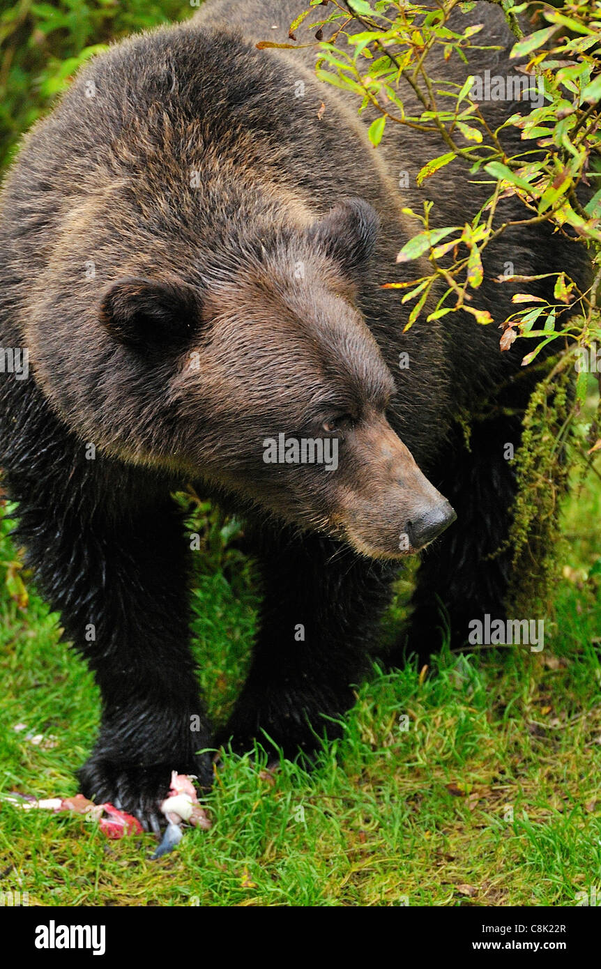 Ein Erwachsener Grizzlybär nachschlagen nach der Fütterung auf einige Lachs. Stockfoto