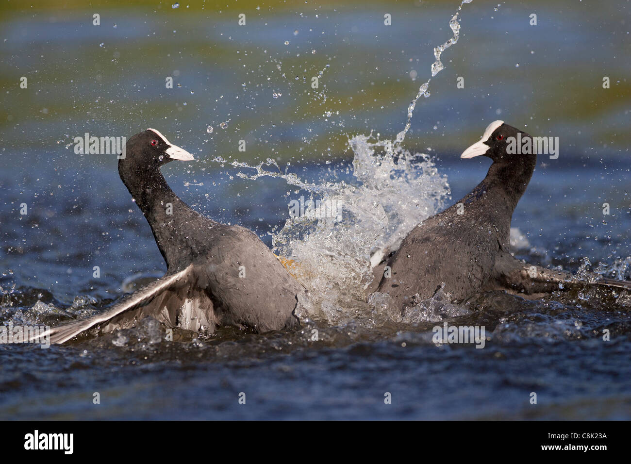 zwei Blässhühner Kampf um Territorium im Swanpool Naturreservat Stockfoto