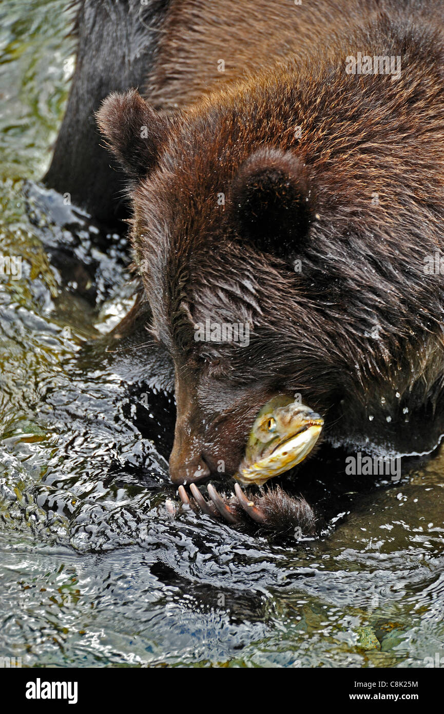 Ein Grizzly Bär Fang ein laichen chum Lachs in Fish Creek in der Nähe von Hyder Alaska Stockfoto