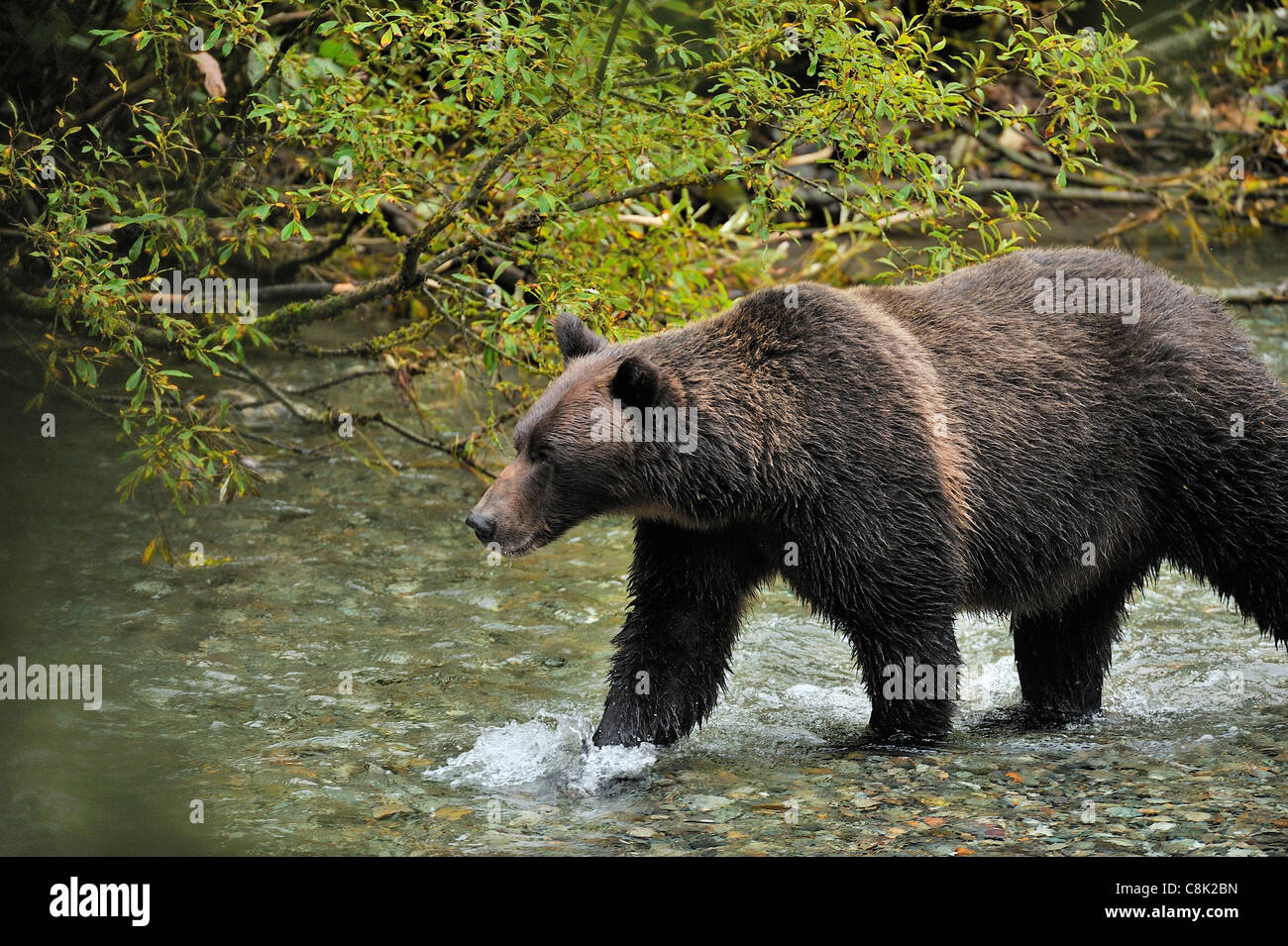 Ein Grizzlybär sucht zum laichen Lachse in einem schnell fließenden coastal Stream. Stockfoto