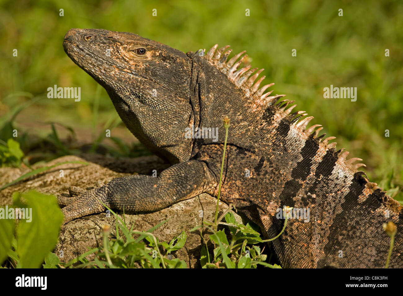 Langusten-tailed Leguan - (Ctenosaura Similis) - Costa Rica - tropischer Trockenwald - Nationalpark Santa Rosa Stockfoto