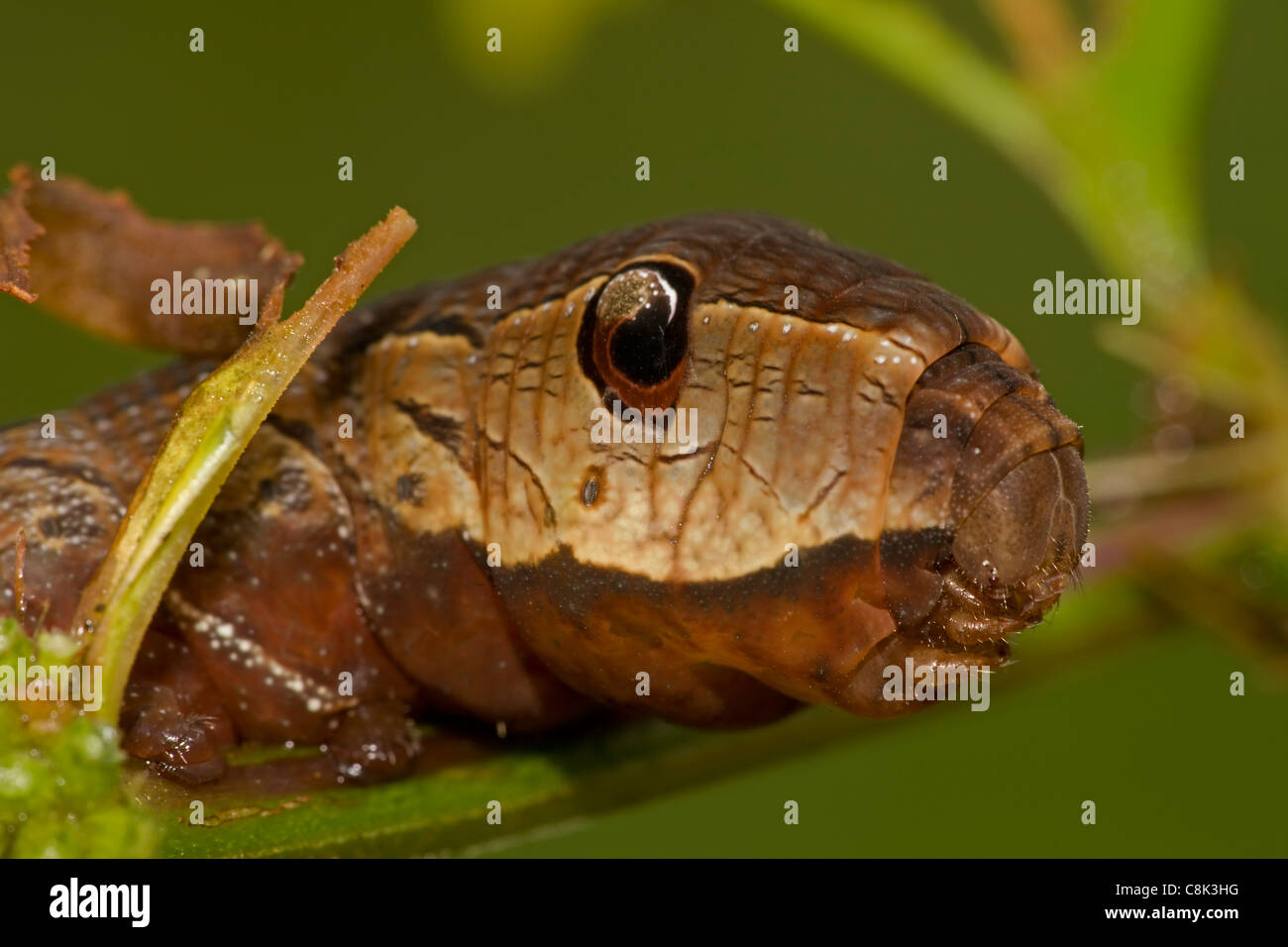 Sphinx Moth (Hawk Moth) Caterpillar - Xlyophanes Neoptolemos - Schlange Mimik - defensive Display - tropischer Regenwald Stockfoto