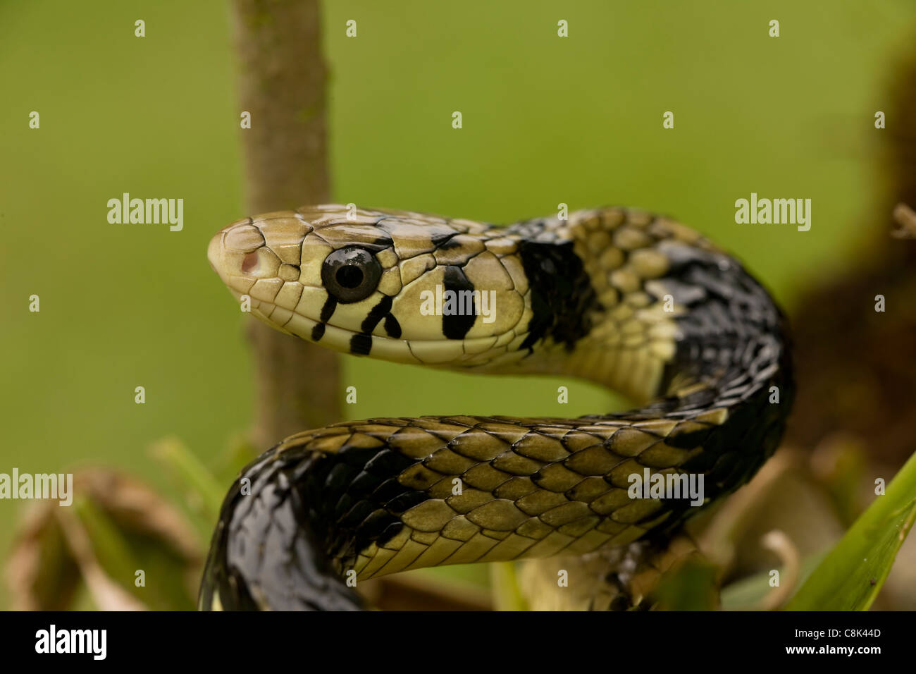 Tropischen Ratte Schlange Spilotes Pullatus Costa Rica Tropischer Regenwald Stockfotografie Alamy