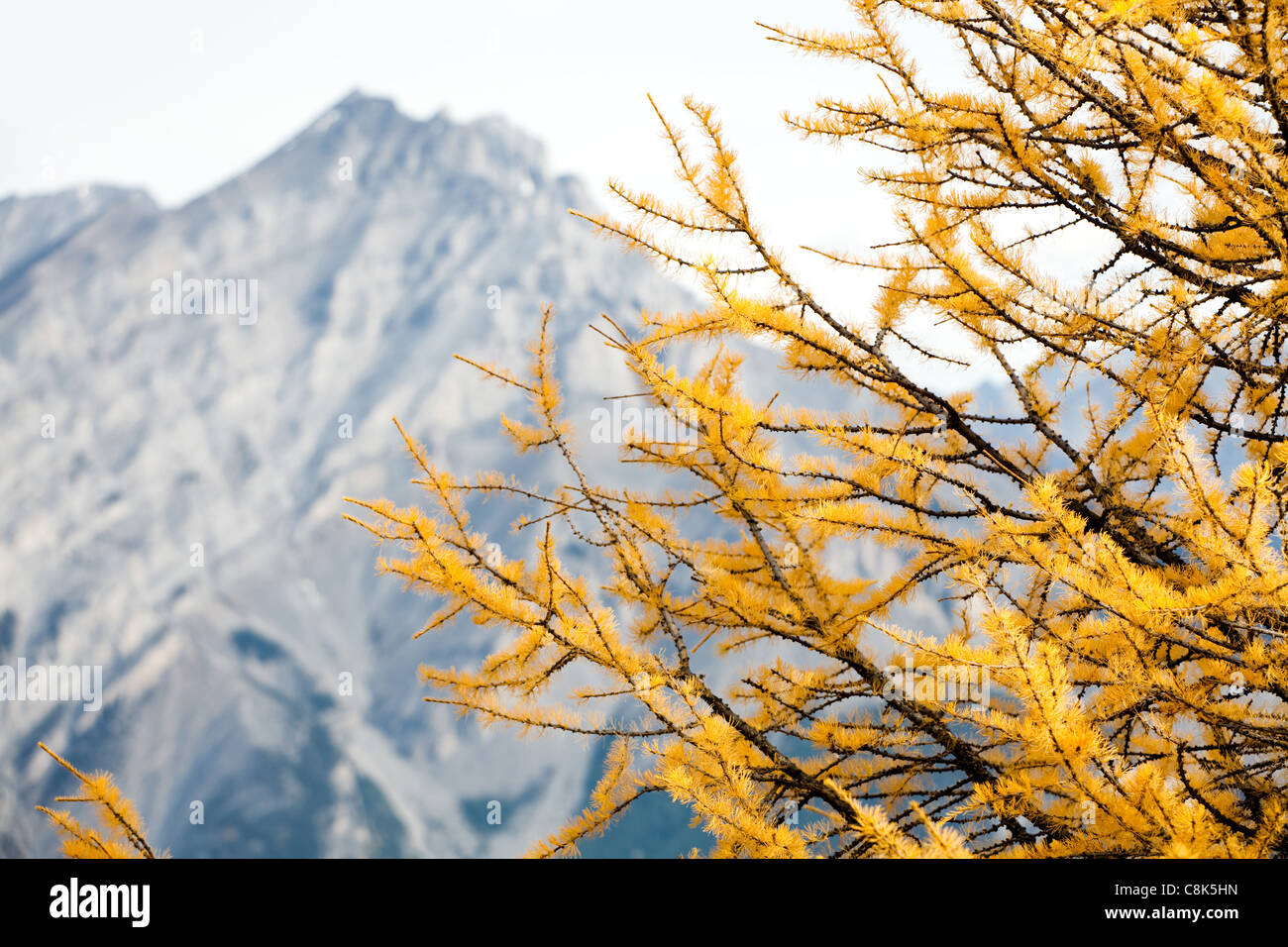 Lärche Tannennadeln wandte sich Gold im Okt. Banff National Park. Alberta. Kanada, Oktober 2011 Stockfoto