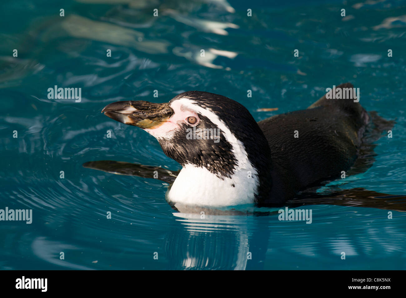 Der Humboldt-Pinguin. Stockfoto