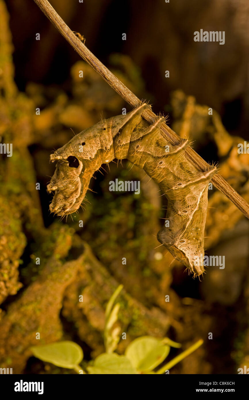 Caterpillar - (Crinodes Ritsemae) - Costa Rica - totes Blatt Mimic - Familie Notodontidae - tropischen Trockenwald Stockfoto