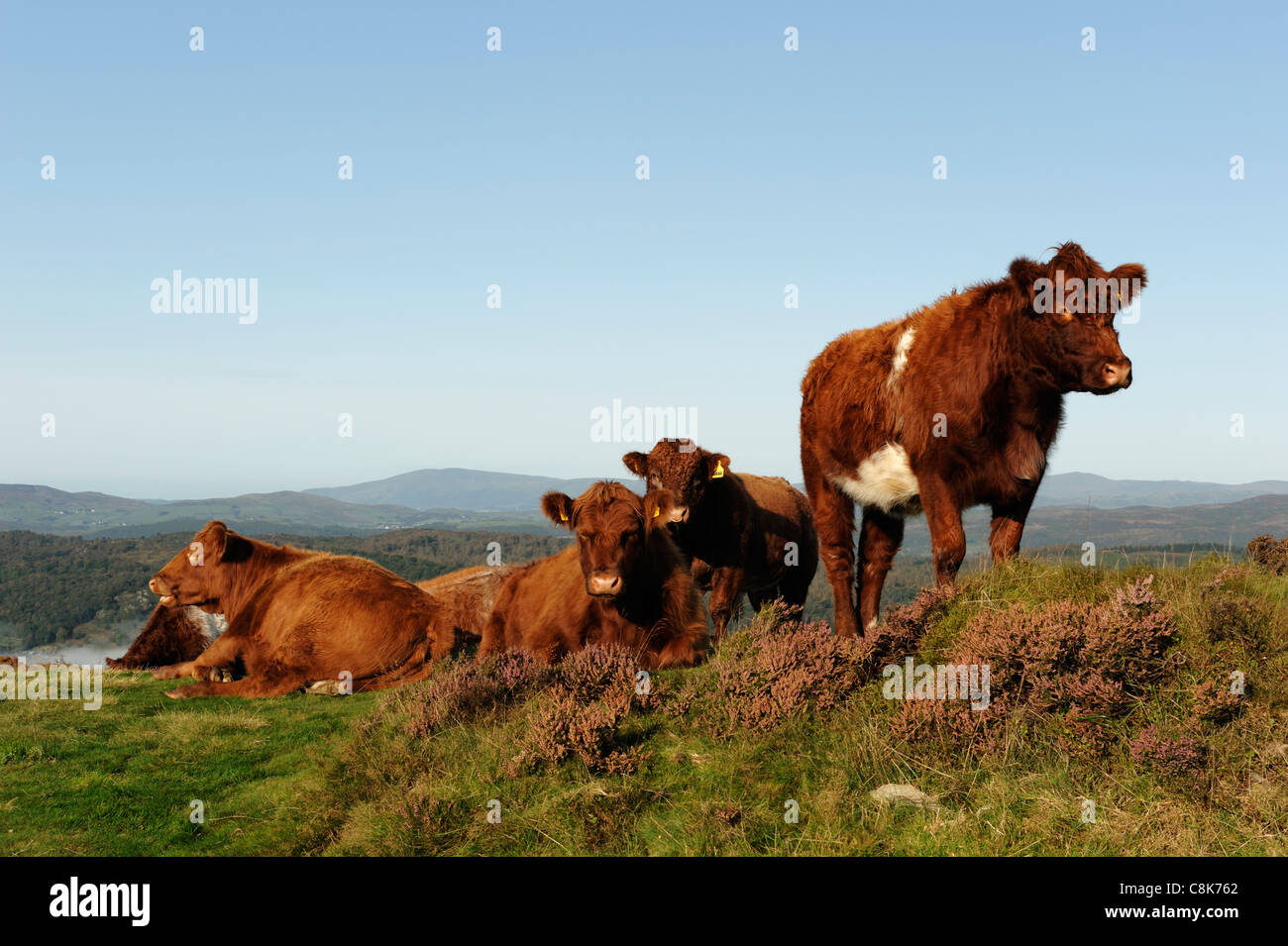 Luing-Rinder auf dem Gipfel des Gummers wie Lake Windermere Stockfoto