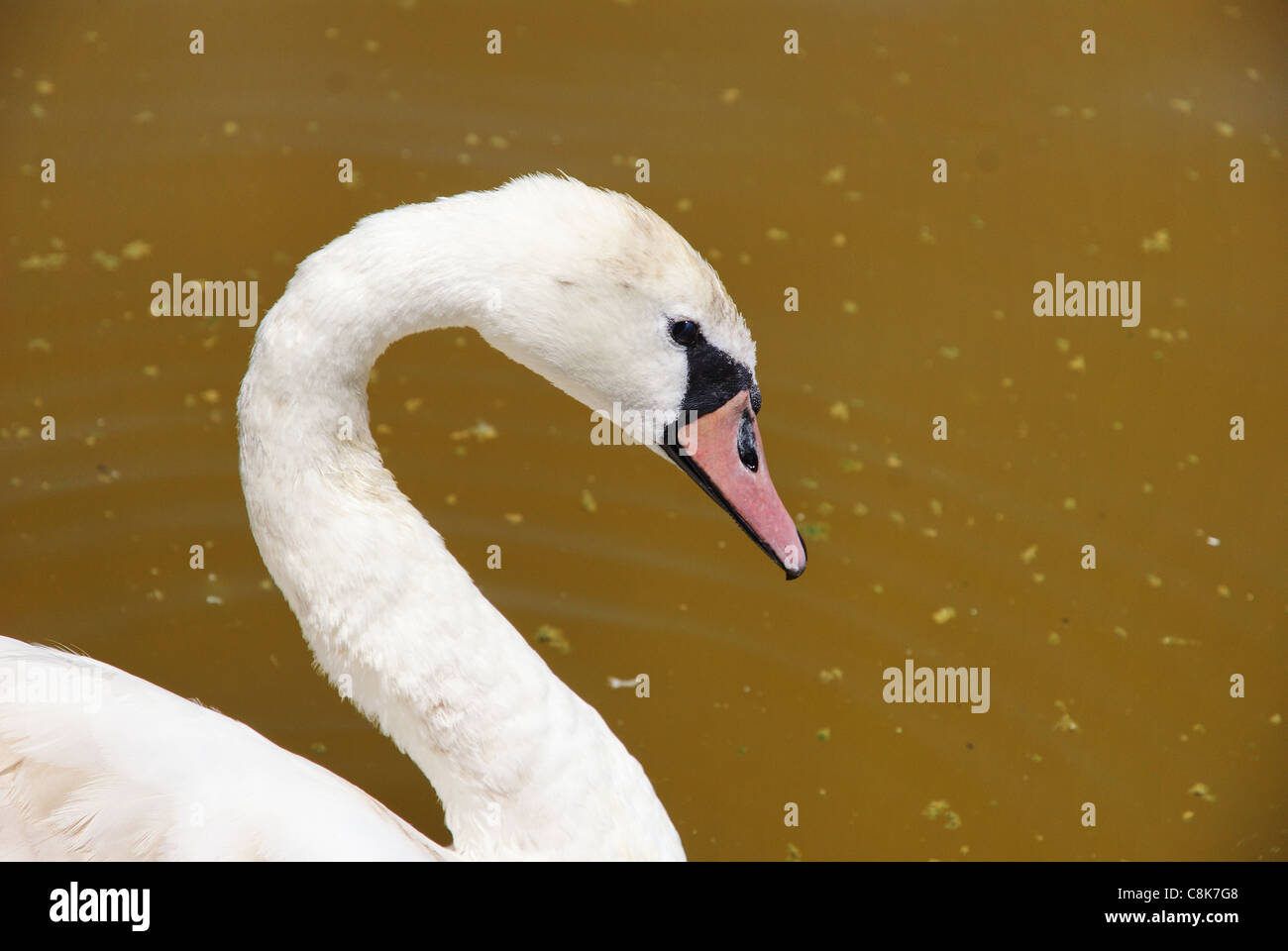 ausdrucksstark ist Schwan aussehen Stockfoto