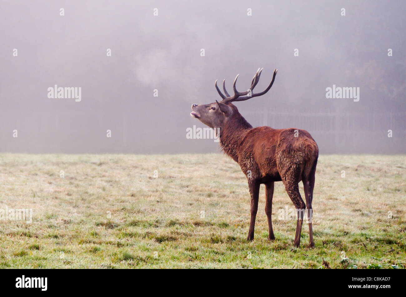 Rotwild-Hirsch in Herbst Brunft Stockfoto