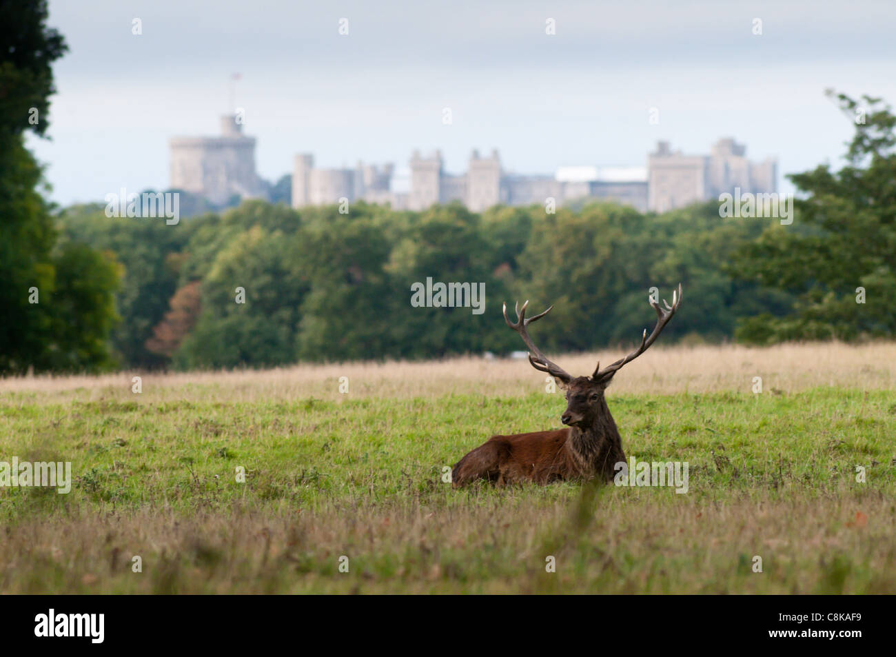 Hirsch rot lieber hinlegen während der Brunft mit Windsor Castle und Holz im Hintergrund Stockfoto