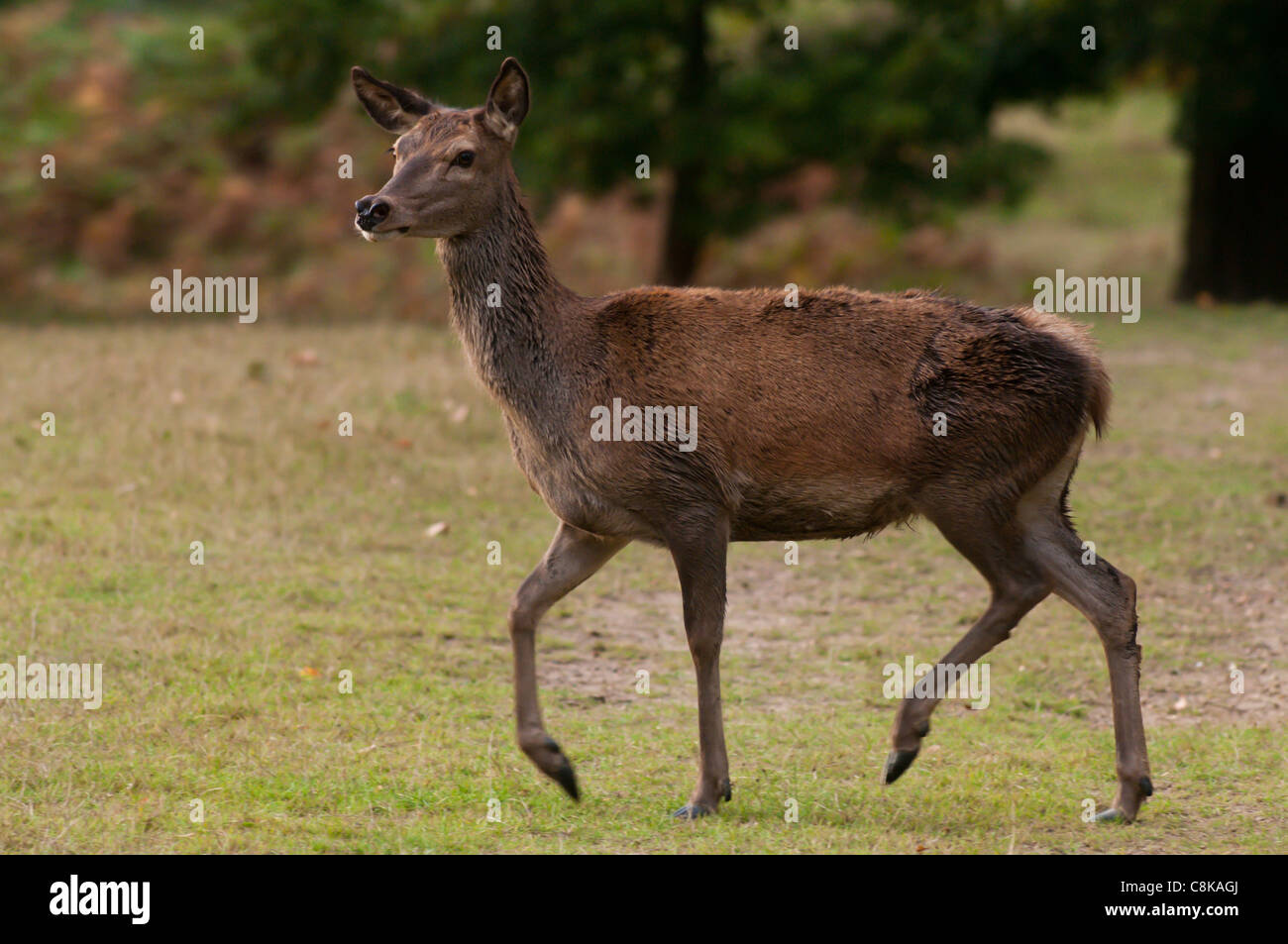 Rothirsch in Herbst Brunft Stockfoto
