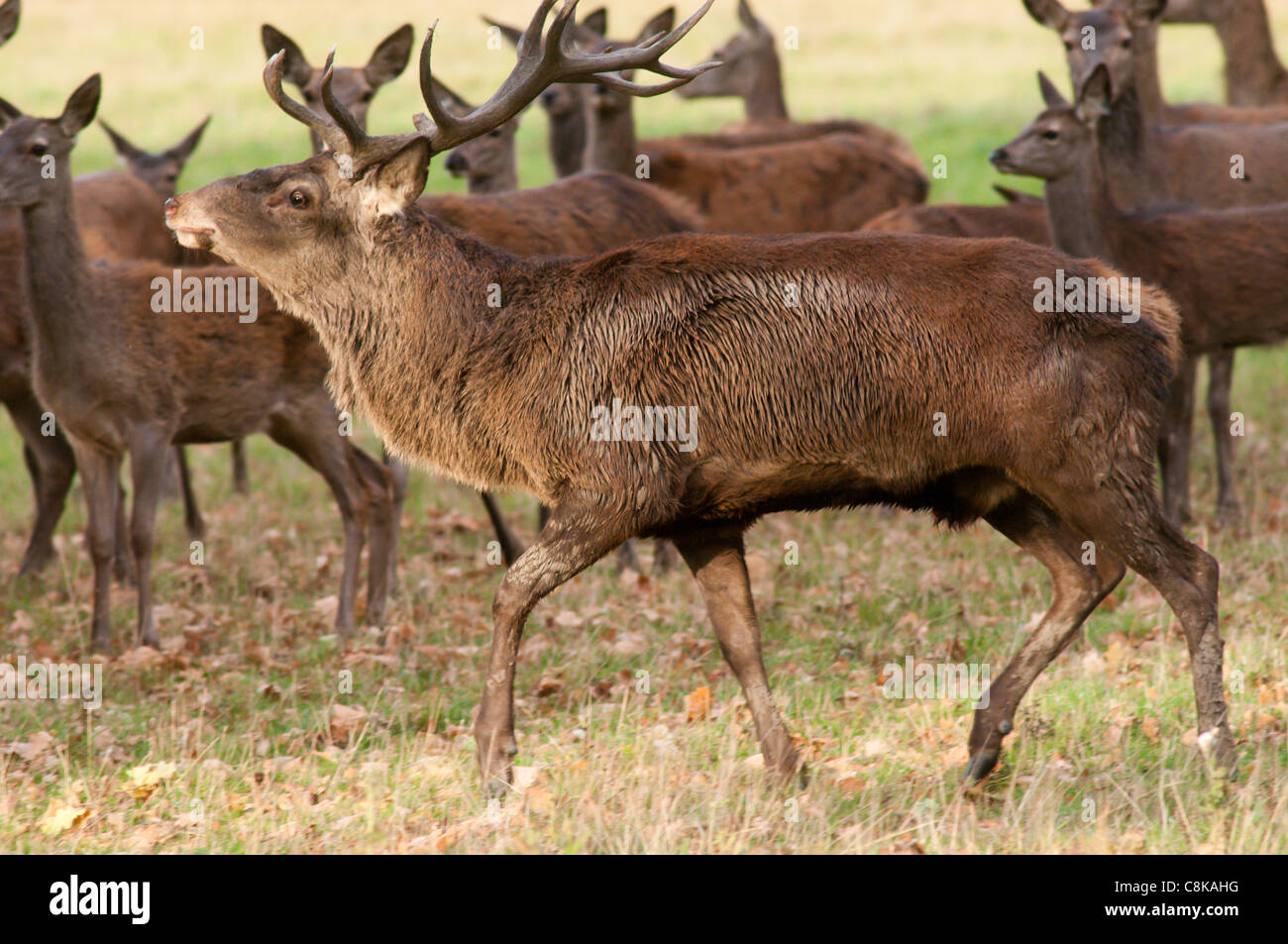 Rothirsch in Herbst Brunft Stockfoto