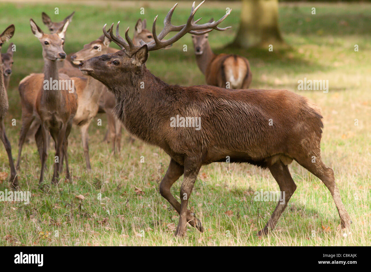Rothirsch in Herbst Brunft Stockfoto