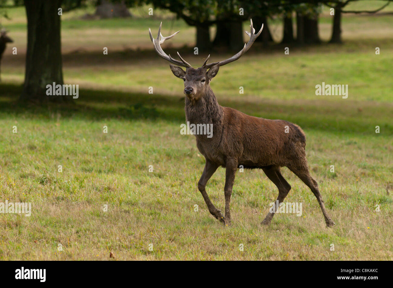 Rotwild-Hirsch in Herbst Brunft Stockfoto