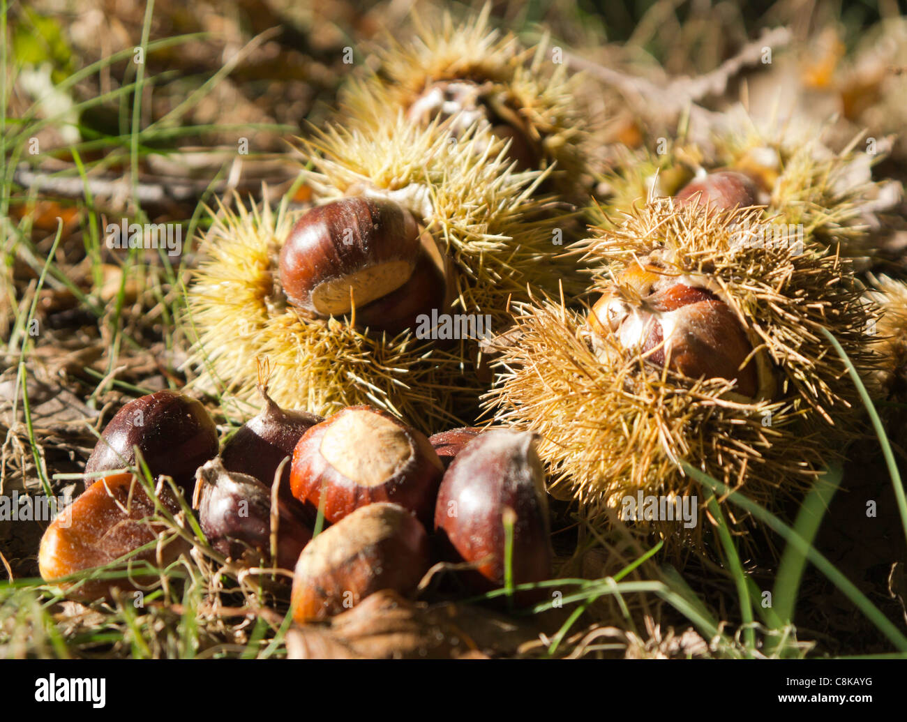 Gefallenen Kastanien auf Waldboden Stockfoto