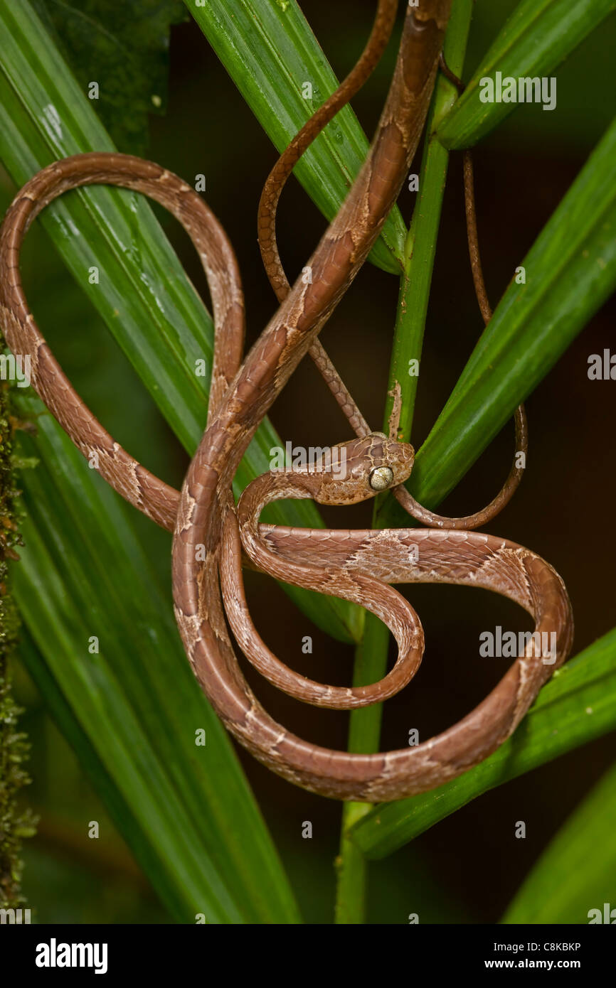 Blunthead Tree Snake - (Imantodes Cenchoa) - costarica - Bäumen - tropischer Regenwald Stockfoto