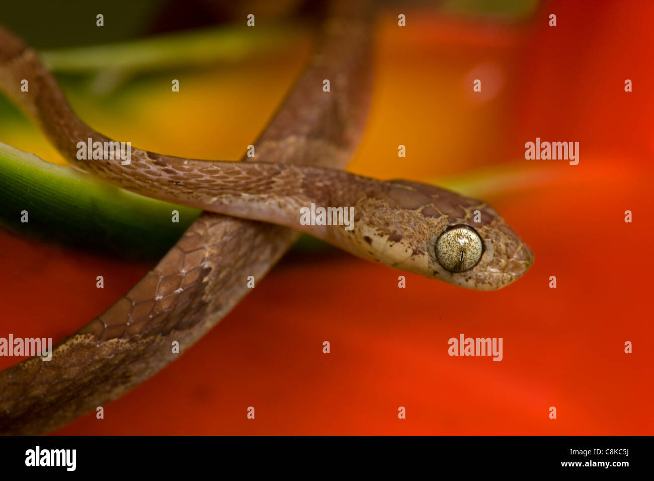 Blunthead Tree Snake - (Imantodes Cenchoa) - costarica - Bäumen - tropischer Regenwald Stockfoto