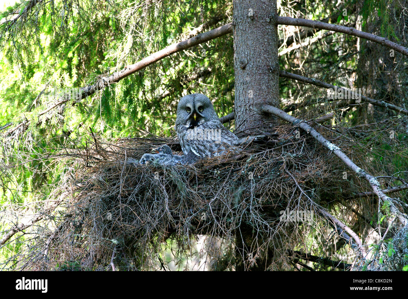 weiblichen großen grau-Eule (Strix Nebulosa) am Nest, Finnland Stockfoto