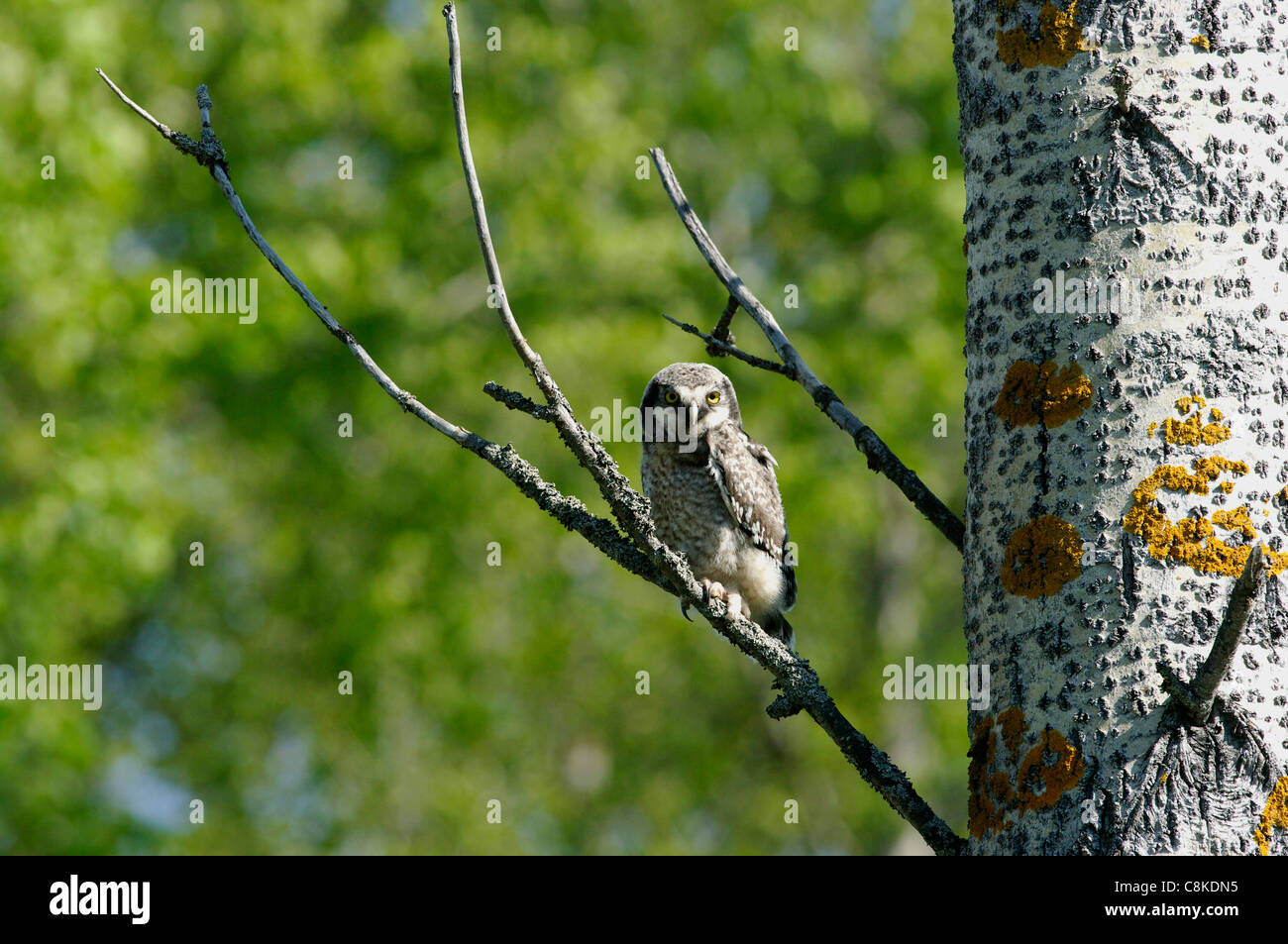 Junge Sperbereule (Surnia Ulula), ein paar Tage nach dem Ausscheiden aus seinem nest Stockfoto