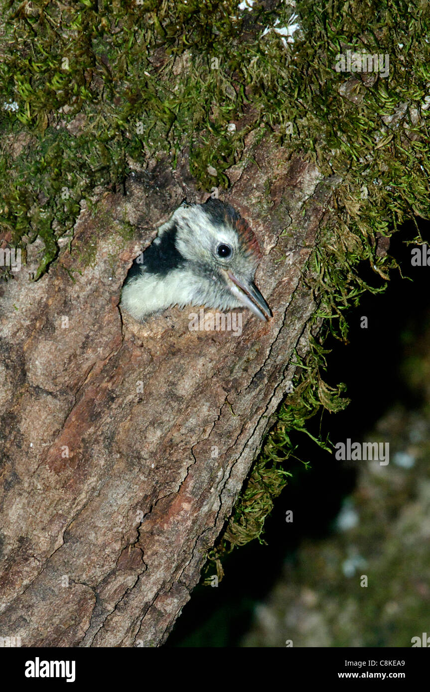 Young Middle Spotted Woodpecker (Dendrocopos Medius) schaut aus dem Nest-Loch, 1 oder 2 Tage vor dem Flüggewerden - Abruzzen, Italien Stockfoto