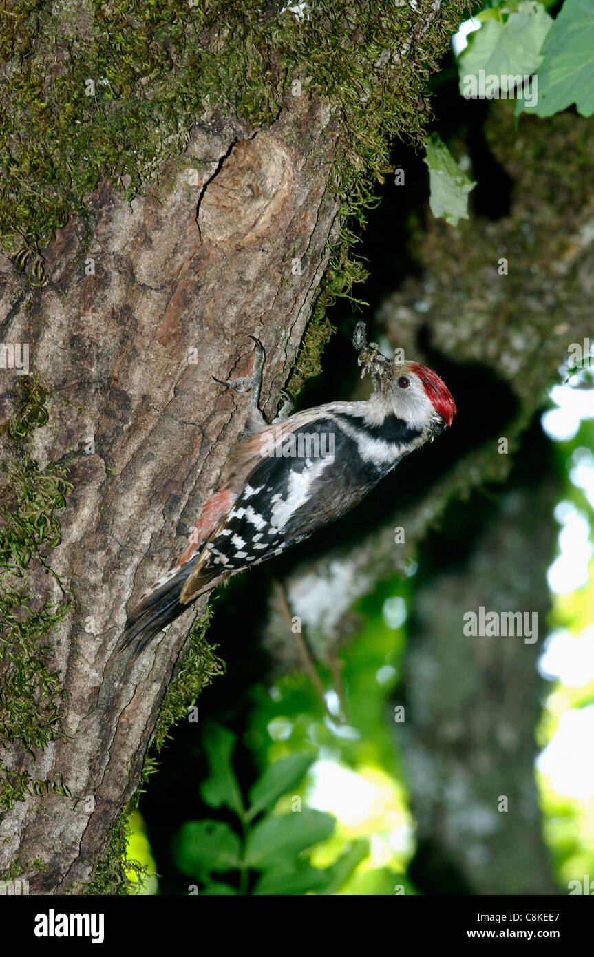 Middle Spotted Woodpecker (Dendrocopos Medius) am Nest, Abruzzen, Italien Stockfoto