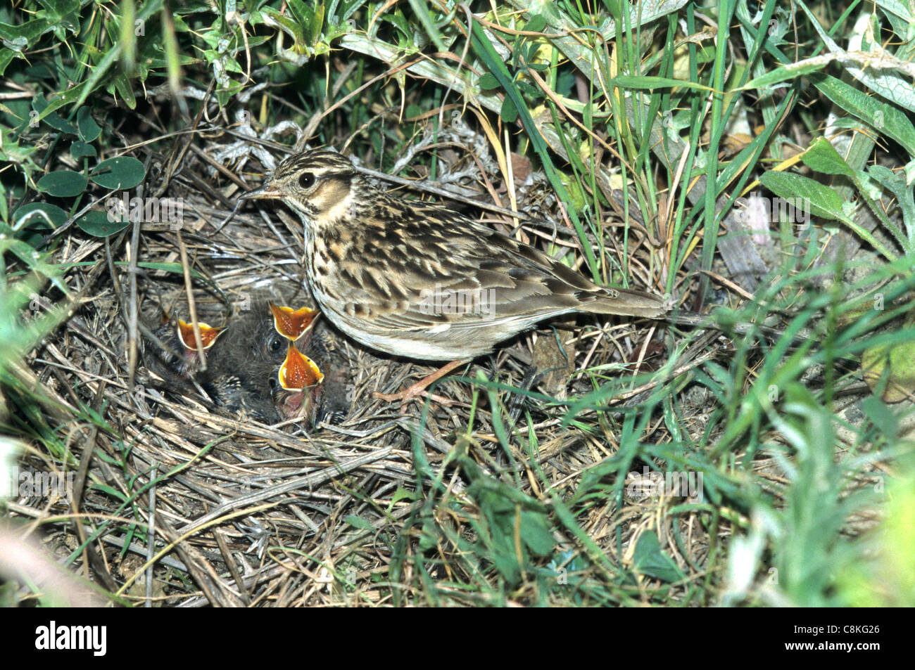 Heidelerche (Lullula Arborea) am nest Stockfoto