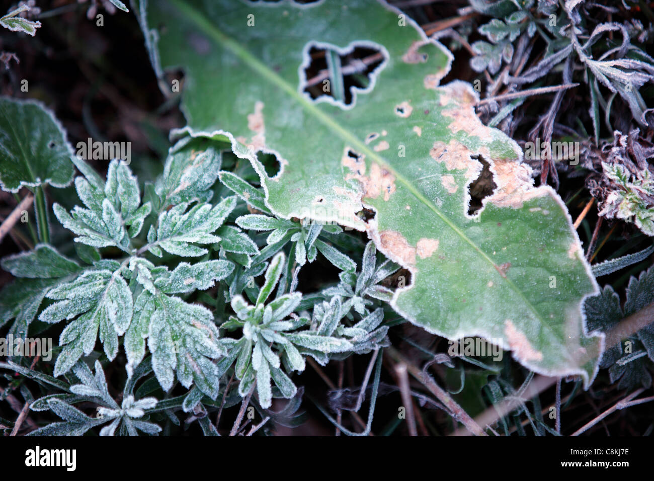 Gefrorene Blätter Stockfoto
