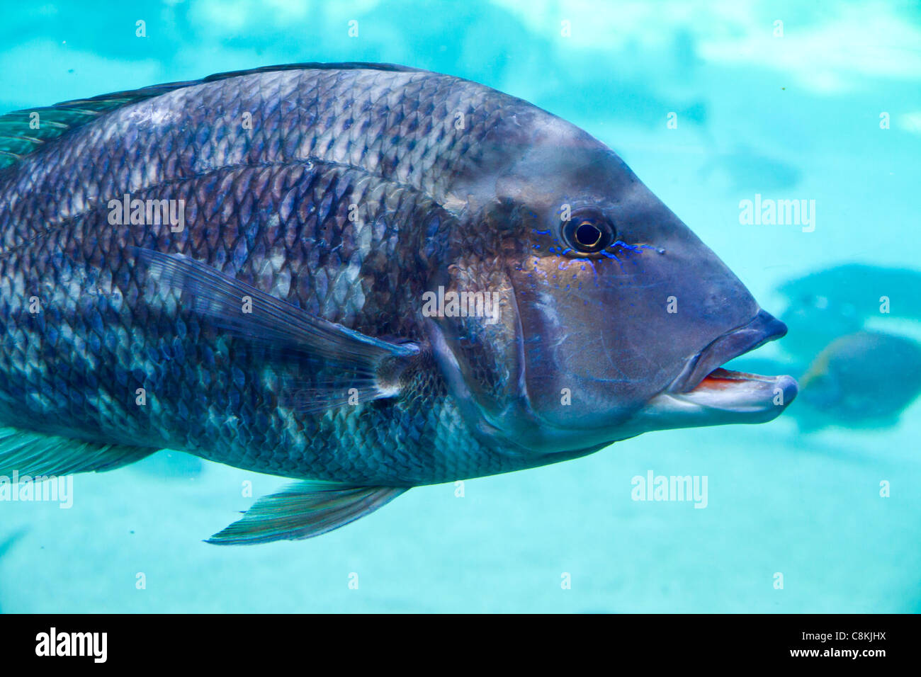 Fische schwimmen in Queensland-Australien Stockfoto