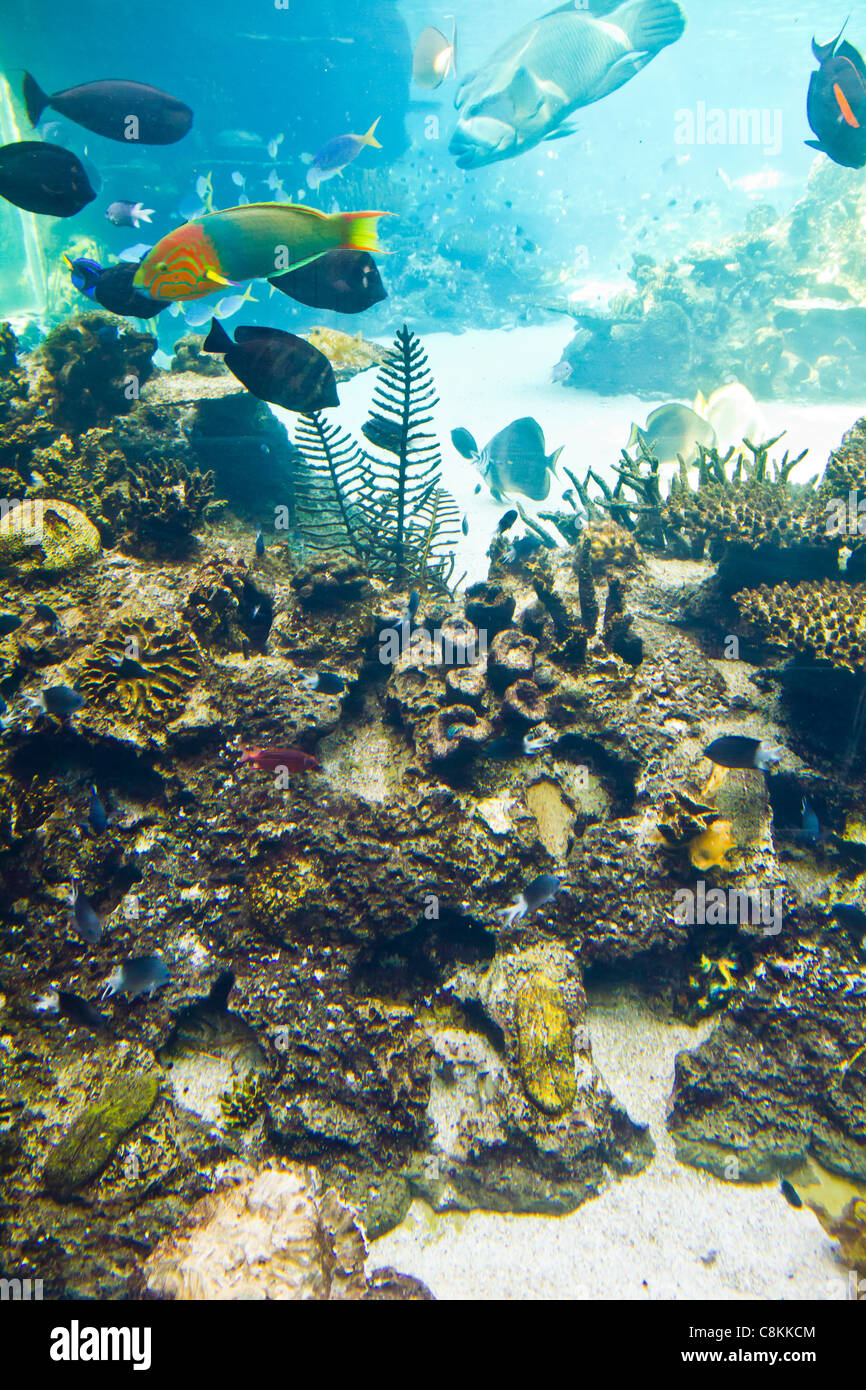 Fische schwimmen um ein Riff in Queensland-Australien Stockfoto