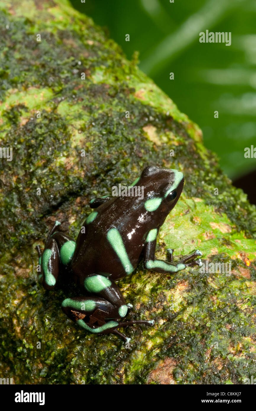 Grüne und schwarze Poison Frog Stockfoto