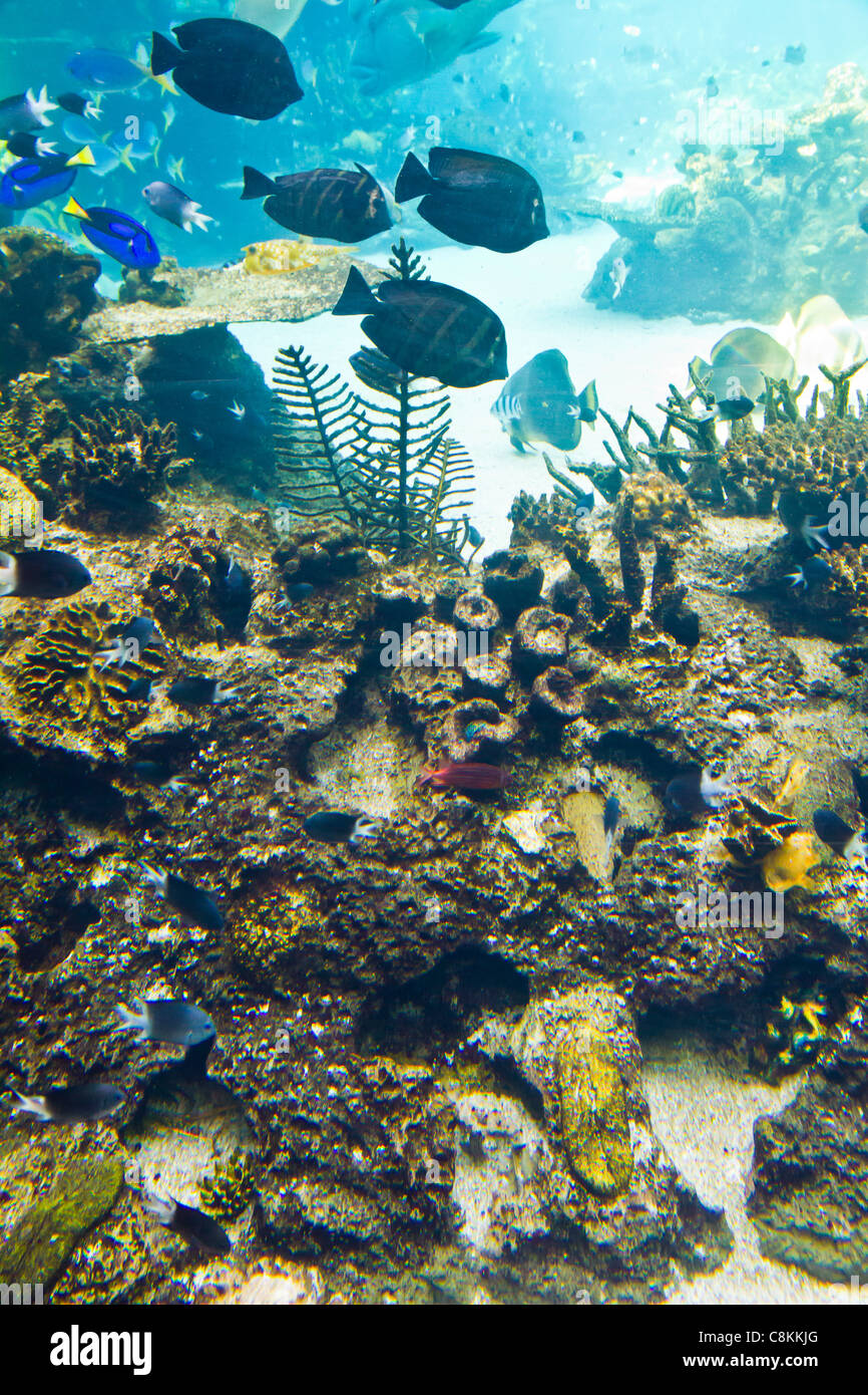 Fische schwimmen um ein Riff in Queensland-Australien Stockfoto