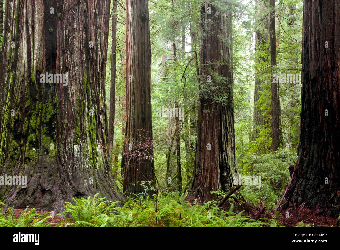 CA00948-00... Kalifornien - riesigen Redwood-Bäume in Rockefeller Grove von Humboldt Redwoods State Park. Stockfoto