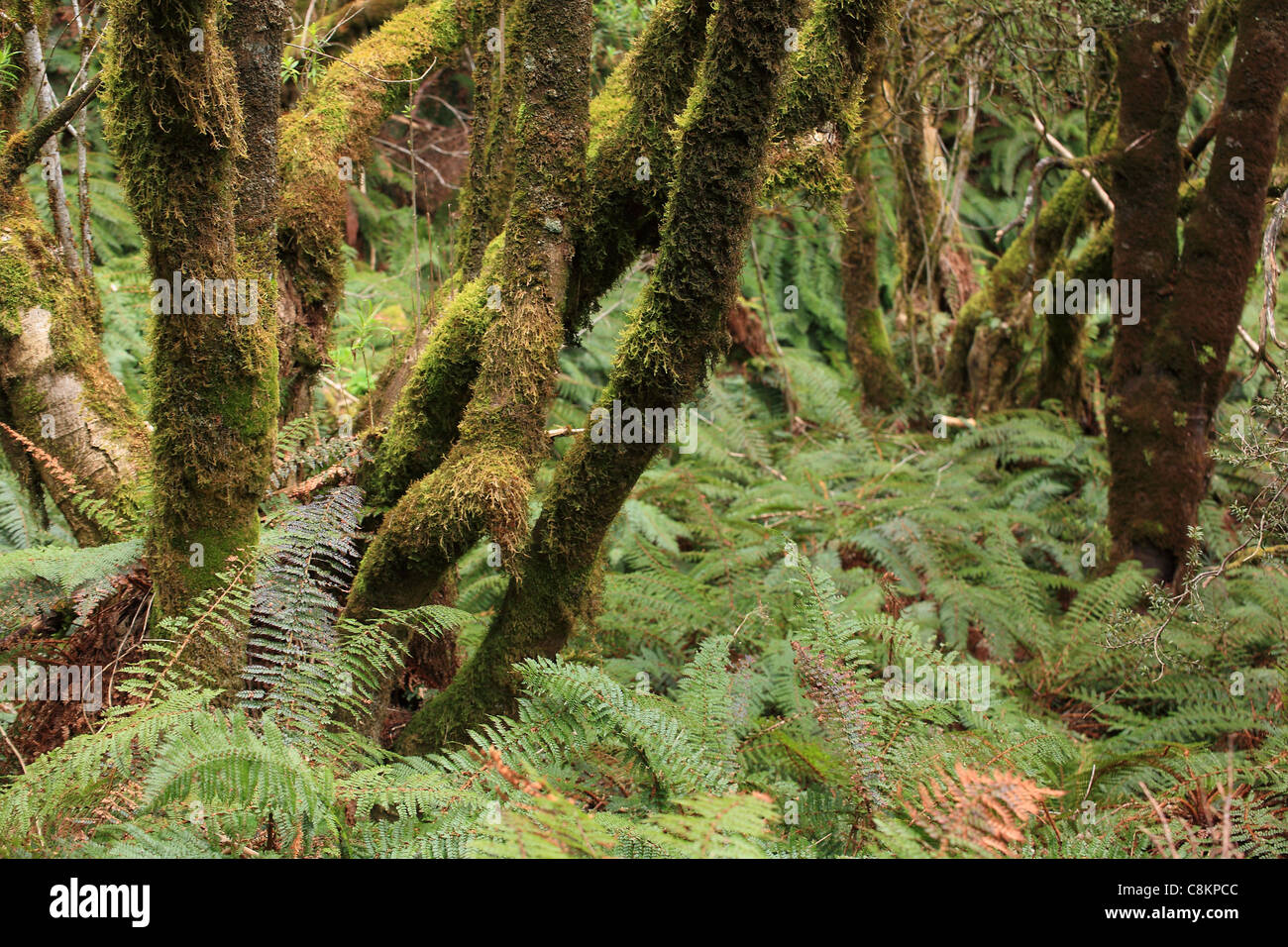 Eine typische alpine Buche Wald Szene, darunter viele Farne - Mount Cook, Neuseeland Stockfoto