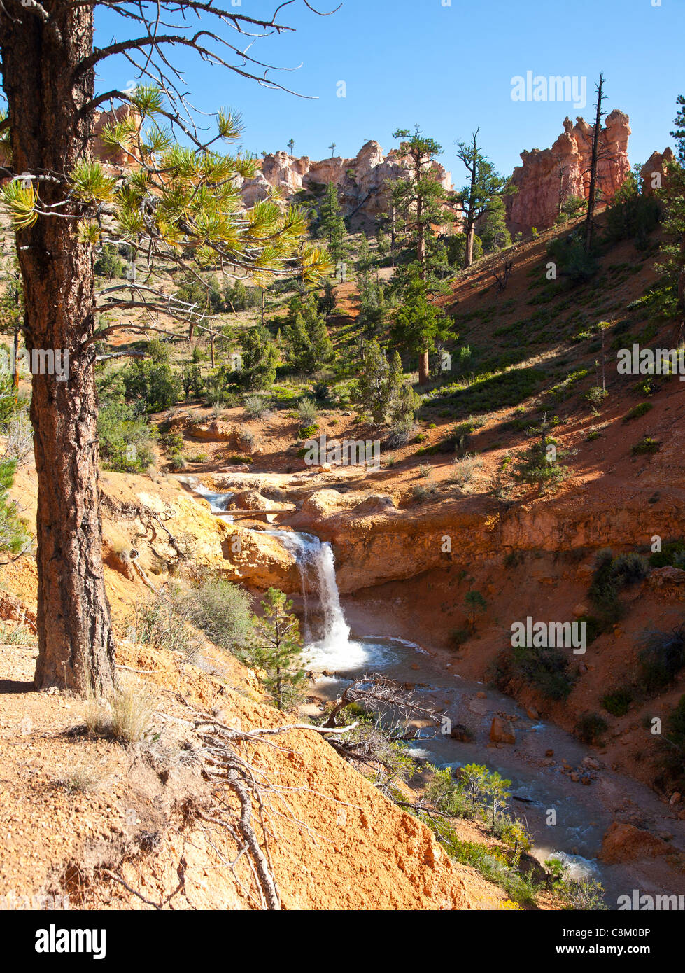 Blick entlang moosige Höhle Trail, Bryce Canyon, Utah Stockfoto