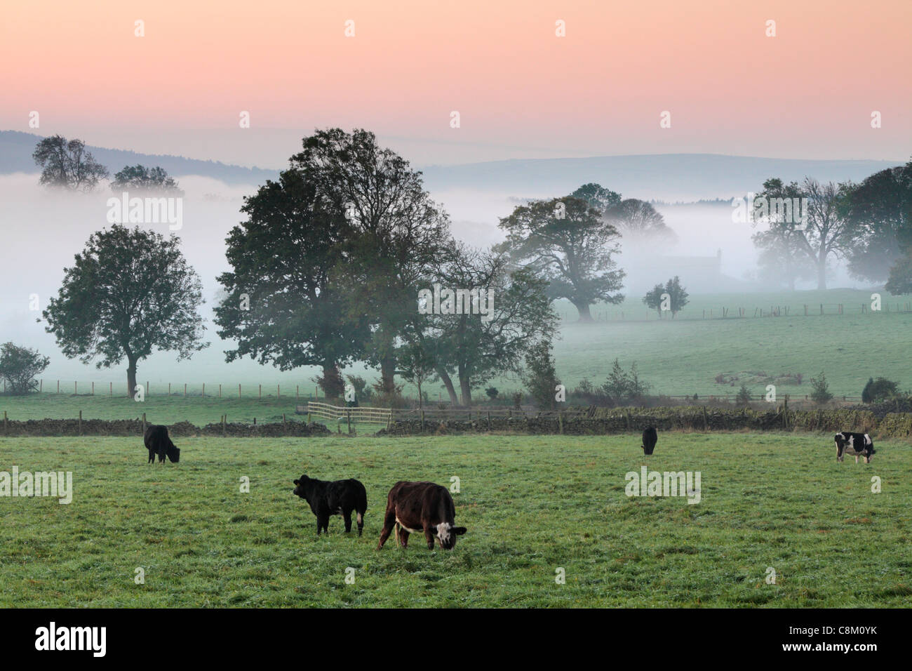Viehweiden auf nebligen Herbstfeldern bei Fewston in Yorkshire, England Stockfoto