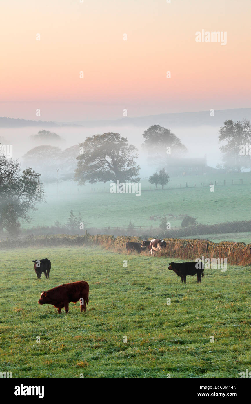 Viehweiden auf nebligen Herbstfeldern bei Fewston in Yorkshire, England Stockfoto