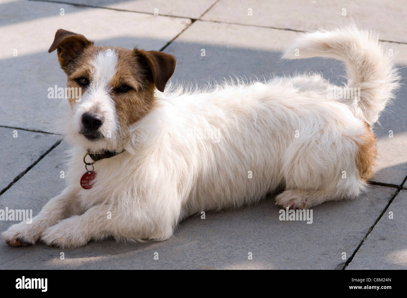 Langhaarige Jack-Russell-Terrier Stockfoto