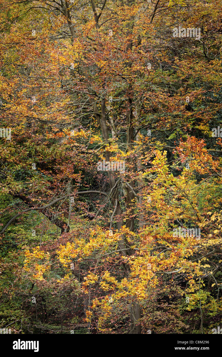 Bunte Herbstlaub Strid Wood an den Ufern des Flusses Wharfe in Wharfedale, Yorkshire, England Stockfoto